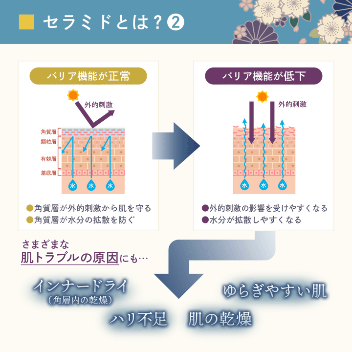 ヒト型セラミド クリーム 顔フェイス用【夜用】30g