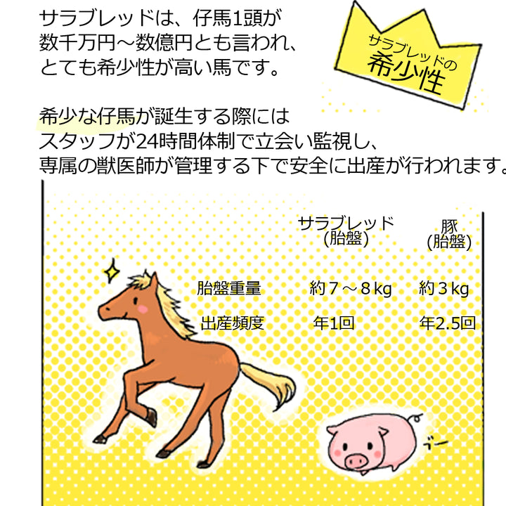 プラセンタ 美容液 国産 馬 プラセンタ美容液（馬プラセンタエキス）